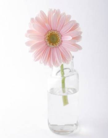 お花がすき（2020/08/28 11:30）吉川 あずさのブログ画像